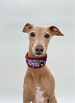 Ошейник для борзой FLORA C-IG-V