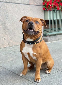 Чокер из биотана для средних и крупных пород CH-B