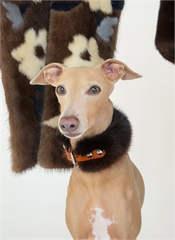 Ошейник для борзой меховой FUR FUR C-IG-FR