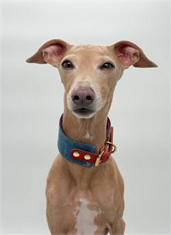 Ошейник для левретки, борзой из Денима C-IG-D