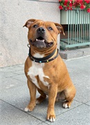 Ошейник для средних пород из Биотана (США) C-M-B