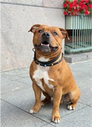 Чокер из биотана для средних и крупных пород CH-B