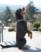 Ошейник из Биотана C-BB