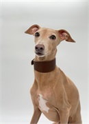 Ошейник для борзой C-IG-H