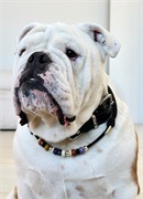 Чокер-бусы CH-BD